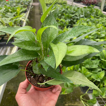 Pothos Skeleton Key