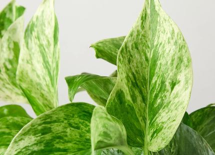 Pothos 'Marble Queen'