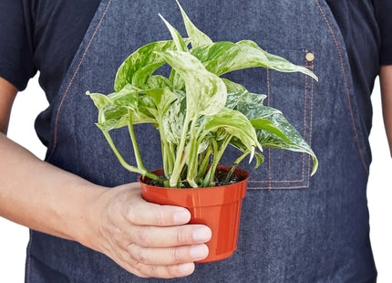 Pothos 'Marble Queen'
