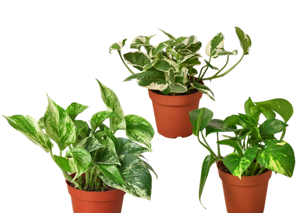 3 Pothos Variety Pack / 4" Pot / Live Plant / Home and Garden Plants
