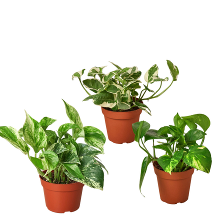 3 Pothos Variety Pack / 4" Pot / Live Plant / Home and Garden Plants