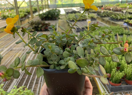 Purslane