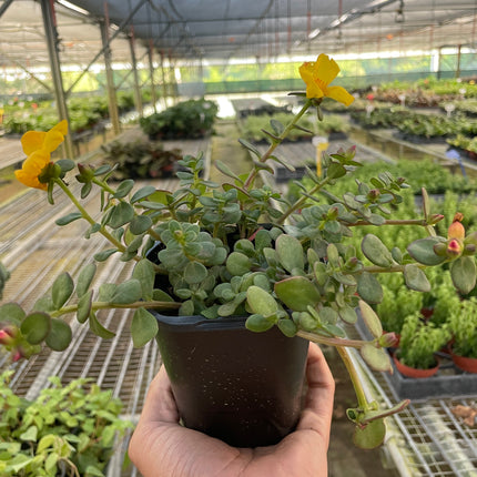 Purslane