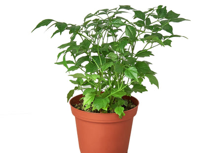 Radermachera 'China Doll' - 4" Pot