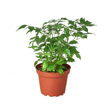 Radermachera 'China Doll' - 4" Pot | Live Plant for Indoor & Outdoor | House Plant Decor