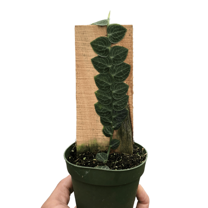 Rhaphidophora 'Cryptantha' (Shingle Plant)