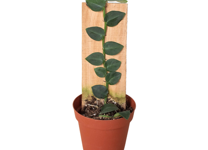 Rhaphidophora 'Hayi' (Shingle Plant)