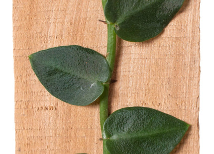 Rhaphidophora 'Hayi' (Shingle Plant)