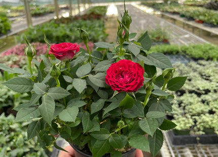 Mini Rose Bush