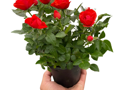 Mini Rose Bush