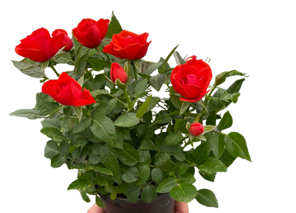 Mini Rose Bush