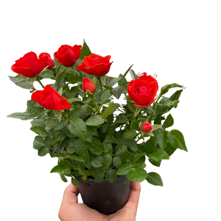 Mini Rose Bush