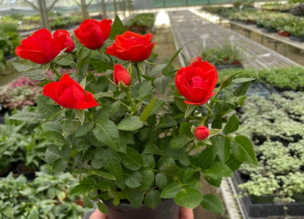 Mini Rose Bush