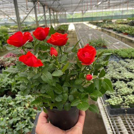 Mini Rose Bush