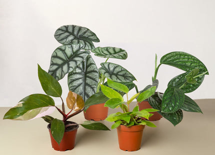 Rare Plant Bundle (4 Pack)