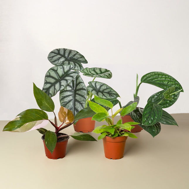 Rare Plant Bundle (4 Pack)