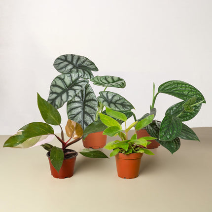 Rare Plant Bundle | Live Plant for Indoor & Outdoor | House Plant Decor