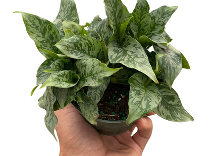 Schismatoglottis 'Thailand'