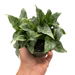 Schismatoglottis 'Thailand'