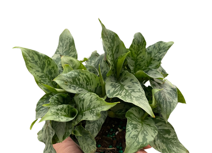 Schismatoglottis 'Thailand'