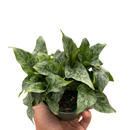 Schismatoglottis 'Thailand'