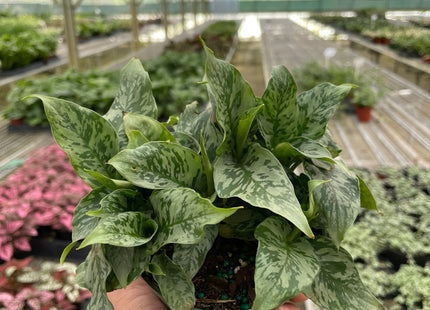 Schismatoglottis 'Thailand'