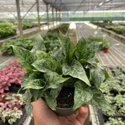 Schismatoglottis 'Thailand'