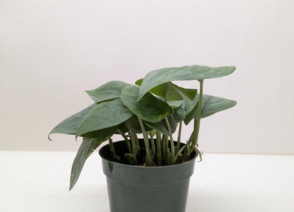 Scindapsus Platinum Java