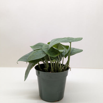 Scindapsus Platinum Java
