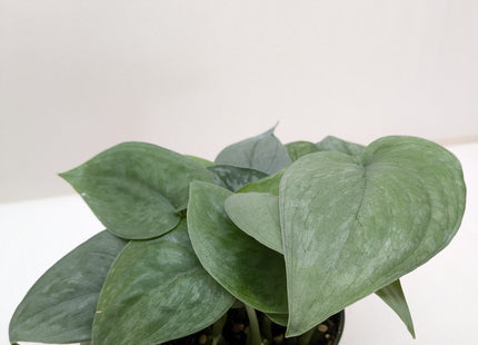 Scindapsus Platinum Java