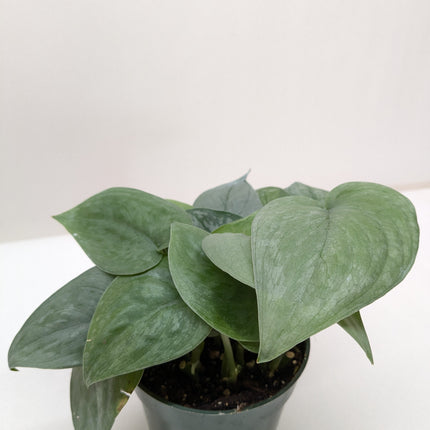 Scindapsus Platinum Java