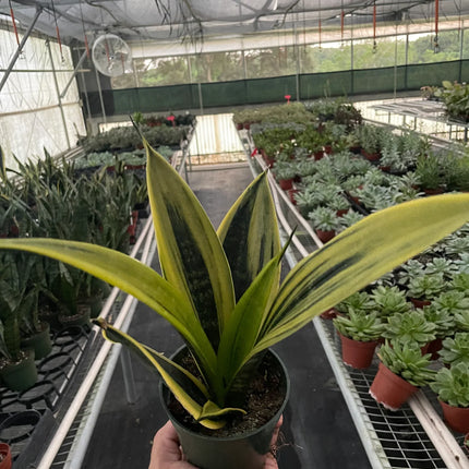 Snake 'Gold Flame'