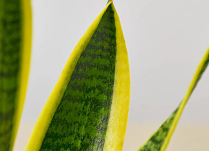 Snake Plant Laurentii