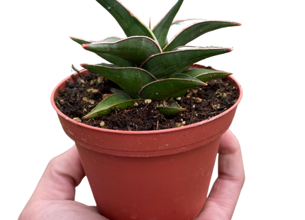 Snake 'Lavranos'