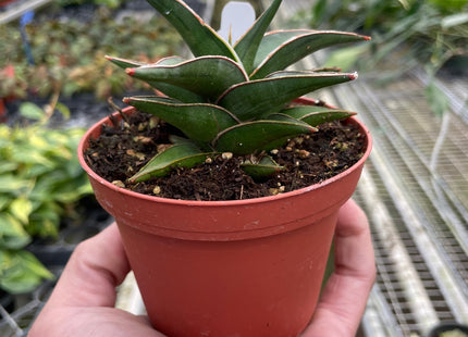 Snake 'Lavranos'