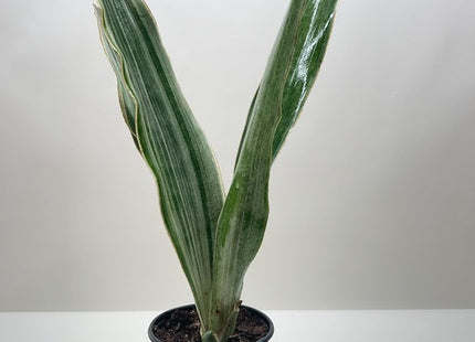 Snake Plant 'Sayuri'