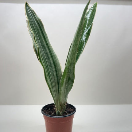 Snake Plant 'Sayuri'