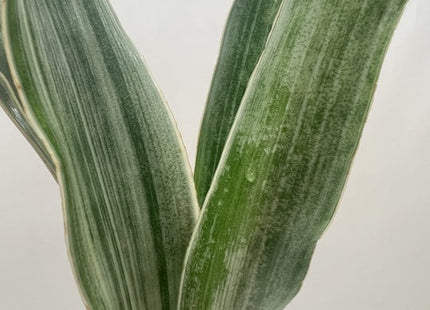 Snake Plant 'Sayuri'