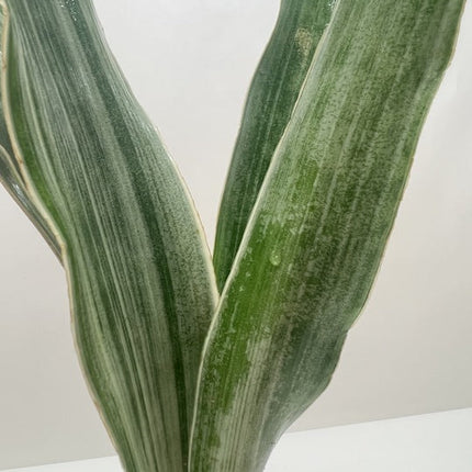 Snake Plant 'Sayuri'