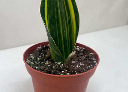 Variegated Shark Fin Snake Plant | Live Indoor Plant | Easy to Care | Natural Décor