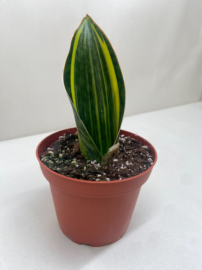 Variegated Shark Fin Snake Plant | Live Indoor Plant | Easy to Care | Natural Décor