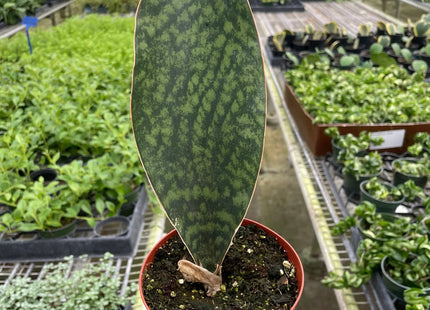 Shark Fin Snake Plant