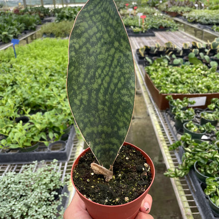 Shark Fin Snake Plant