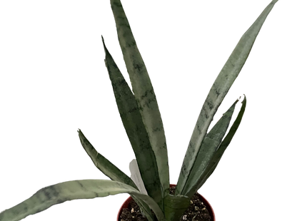 Snake 'Silver Princess'