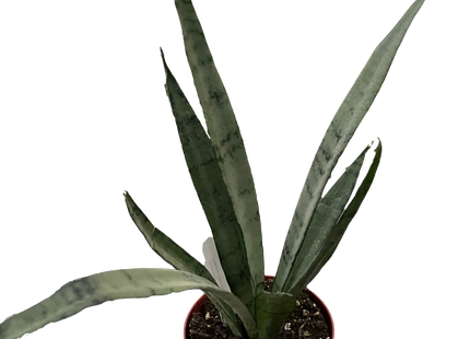 Snake 'Silver Princess'