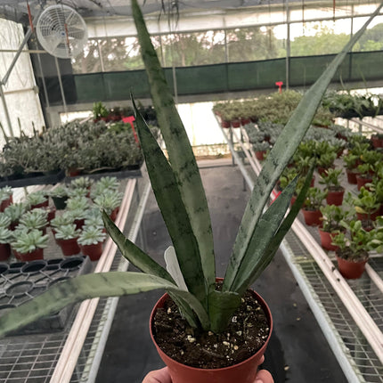Snake 'Silver Princess'