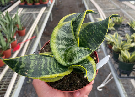 Snake Plant Twist