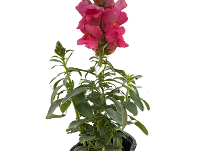 SnapDragon