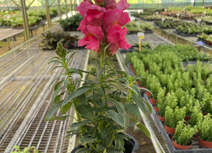 SnapDragon