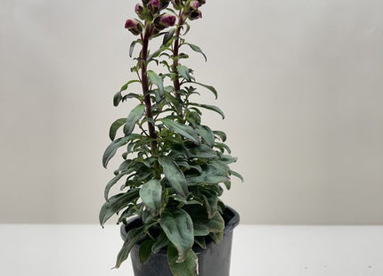 SnapDragon